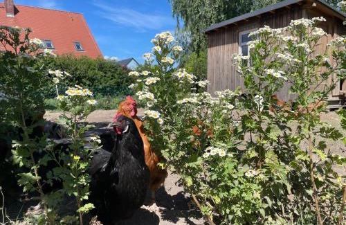 Doberschau Apartamento | Gutshof Doberschau
