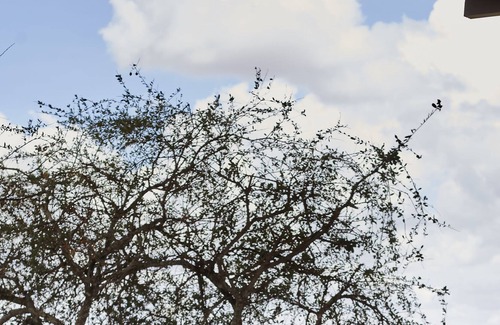 Amboseli Otro | H12 Elephant Gorge Camp