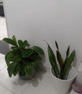 Darien Apartamento | Habitación de Lujo para Pareja