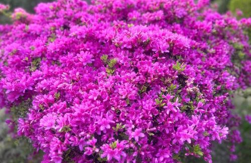 Hakone Casa | Hakone Fairy Hotel