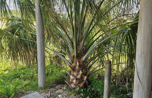 St. George Island Casa | Happy Everything - Vacation Rental - St George Island FL