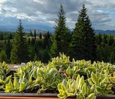 Belis Casa | Harmony Retreat