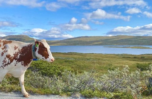 Oystre Slidre Apartamento | Haugseter Fjellstue