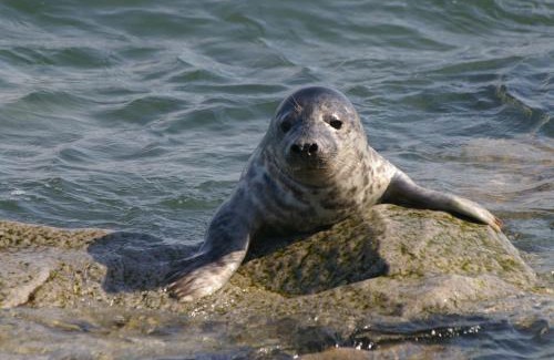 Helgoland Apartamento | Haus Frier