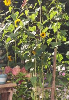 Statz Apartamento | Haus Statz 48 Parterre