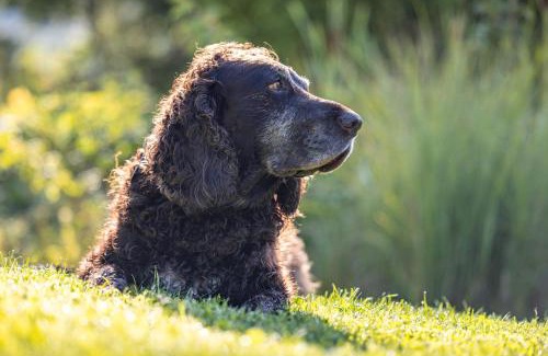 Bronnen Casa | Haus Wiesengrund - Hundefreundlich