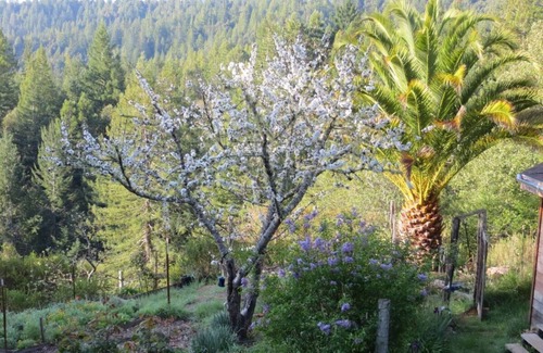 Philo Casa | Una joya escondida en las secoyas Lush, cerca de las bodegas y Costa