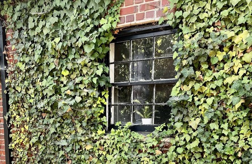 Gastonia Casa | Historic 20s Cottage sits under the breath taking oaks.