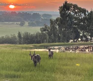 Msukaligwa Cabina | Holbank River Lodge