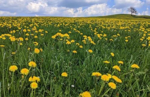 Altusried Casa | Holiday apartment Dandelion