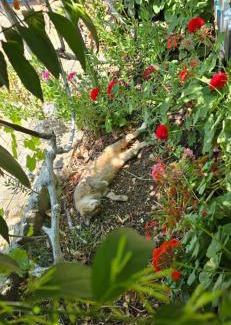 Himare Hotel | Holiwood