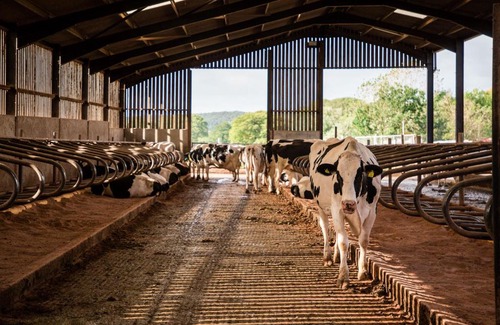 Malvern Otro | Hollings Hill Farm