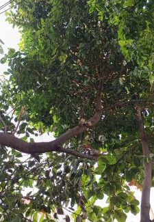 Vanasthalipuram Casa | Home Nest
