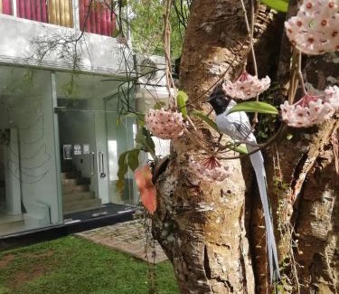 Gurudeniya Hotel | Hotel Achivina