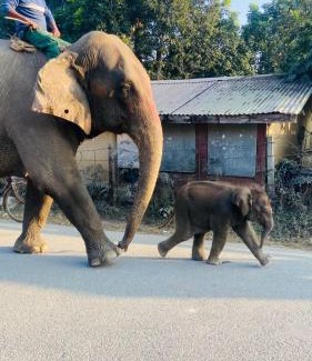 Sauraha Hotel | Hotel Bhupu Sainik Sauraha - Your home for safari adventure in Chitwan