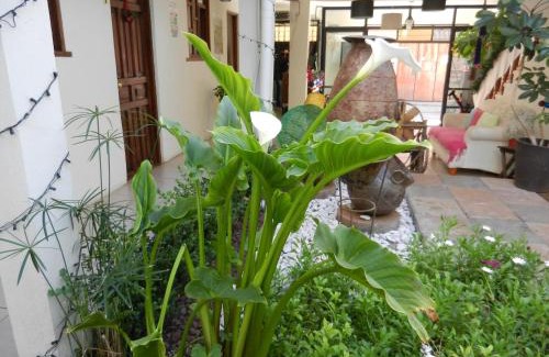 Barrio de Guadalupe Hotel | Hotel Casa Mia
