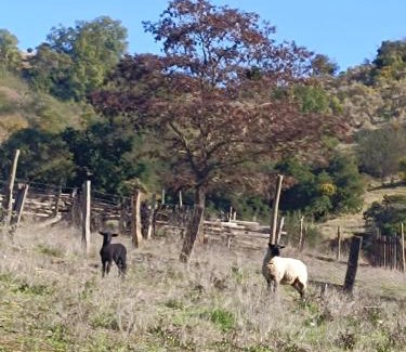 Hualane Hotel | Hotel Estancia Don Domingo
