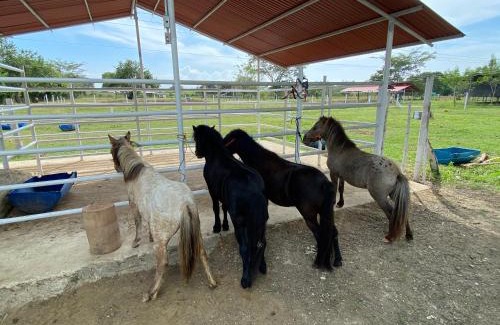 Mahates Cama Y Desayuno | Hotel - Granja de Animales San Basilio de Palenque