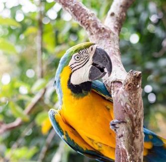 Mahates Cama Y Desayuno | Hotel - Granja de Animales San Basilio de Palenque