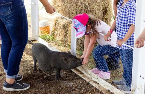 Mahates Cama Y Desayuno | Hotel - Granja de Animales San Basilio de Palenque