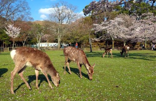 Nara Hotel | Hotel Tenpyo Naramachi - Vacation STAY 59515v