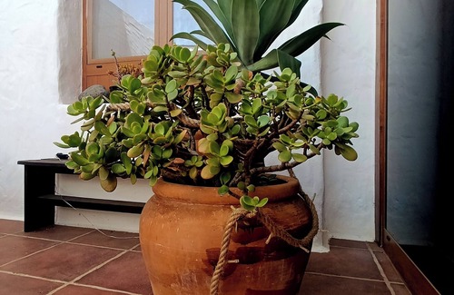 Haria Casa | Casa en un casco histórico con mucho encanto (apta para mascotas)
