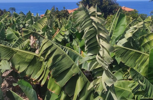 Puerto de la Cruz Cabaña | Casa en entorno rural a 5 min de la playa