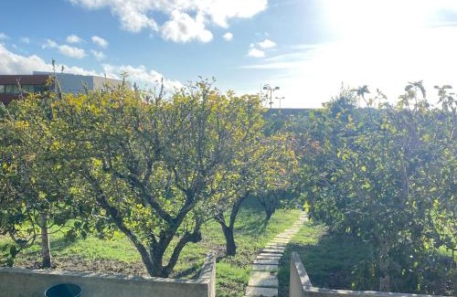 Sintra Casa | House of green leaves