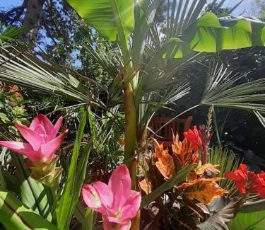 Rakoshegy Apartamento | House w little tropical garden
