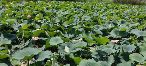 Dal Lake Hotel | Houseboat Wild Rose
