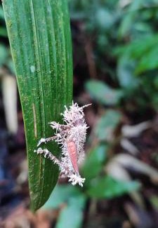 Mocoa Casa | Huellas en la selva sas zomac