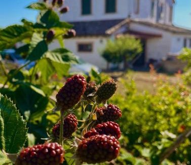 Santa Maria Nuova Casa | I Duchi Pellegrini
