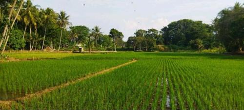 Kayangan Casa | Ijen Farmer Homestay