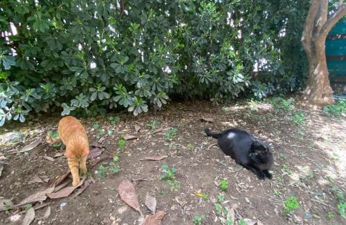 Cologno Monzese Casa | IL GIARDINO DI ZEUS