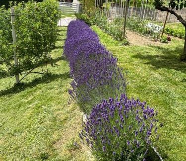 Cles Apartamento | Il NIDO DEL PELLER
