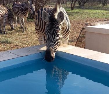 Marloth Park Casa | Impala Lily