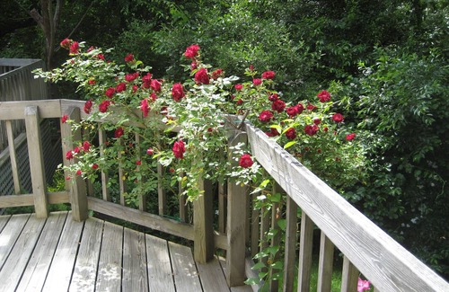 Vineyard Haven Casa | En el bosque / Paseo al pueblo