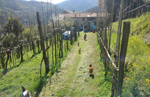 Groppoli Apartamento | apartamentos independientes en los viñedos de la Toscana