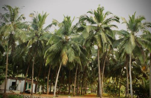 Patnem Casa | India Yoga Village