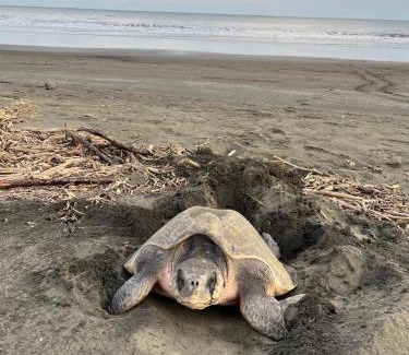 Isla Canas Casa | Isla Cañas, Los Santos - Tours de avistamiento de tortugas y tours guiados en lancha