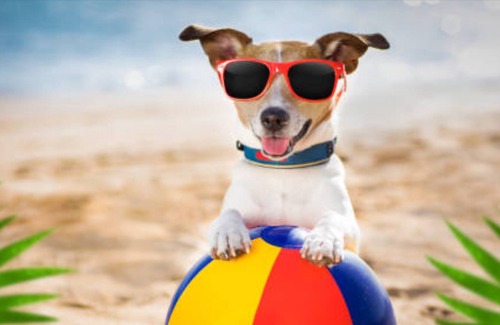Cape May - Wildwood Hotel | Island Breeze Motel