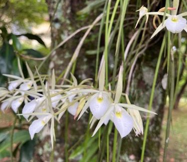 Itaipava Apartamento | Jardim Secreto - Itaipava