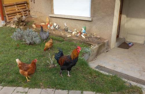 Lingolsheim Apartamento | Jardin Fleuri