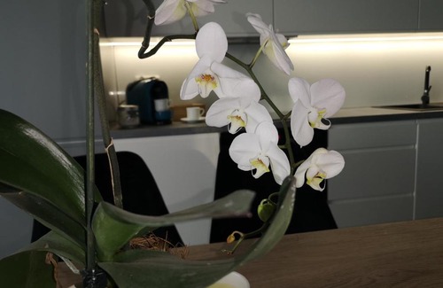 Czestochowa Apartamento | Jasna Góra Apartament
