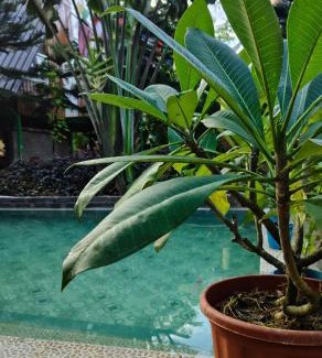 Jhargram Casa | Jhargram Jhumur Camp Homestay
