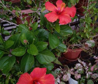 Bhopal Casa | Jheelam Homestay