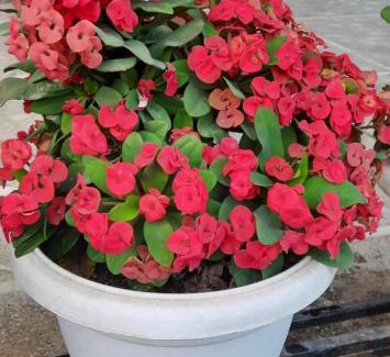 Dimapur Casa | JUNGJUNG HOMESTAY