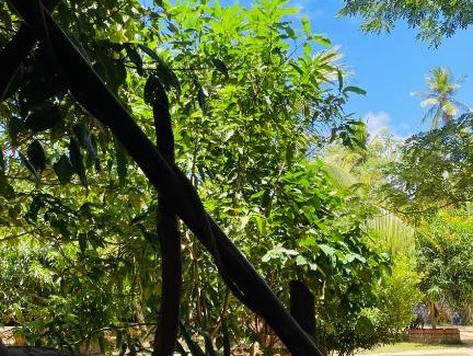 Beliatta Hotel | Jungle Land Kabana & Hotel