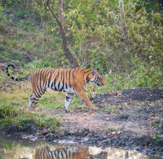 Kanakanahalli Complejo | Kaav Safari Lodge, Kabini