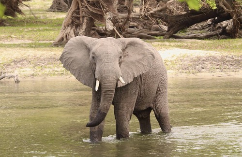 Kafue National Park Otro | Kafue River Lodge